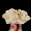 specimen video