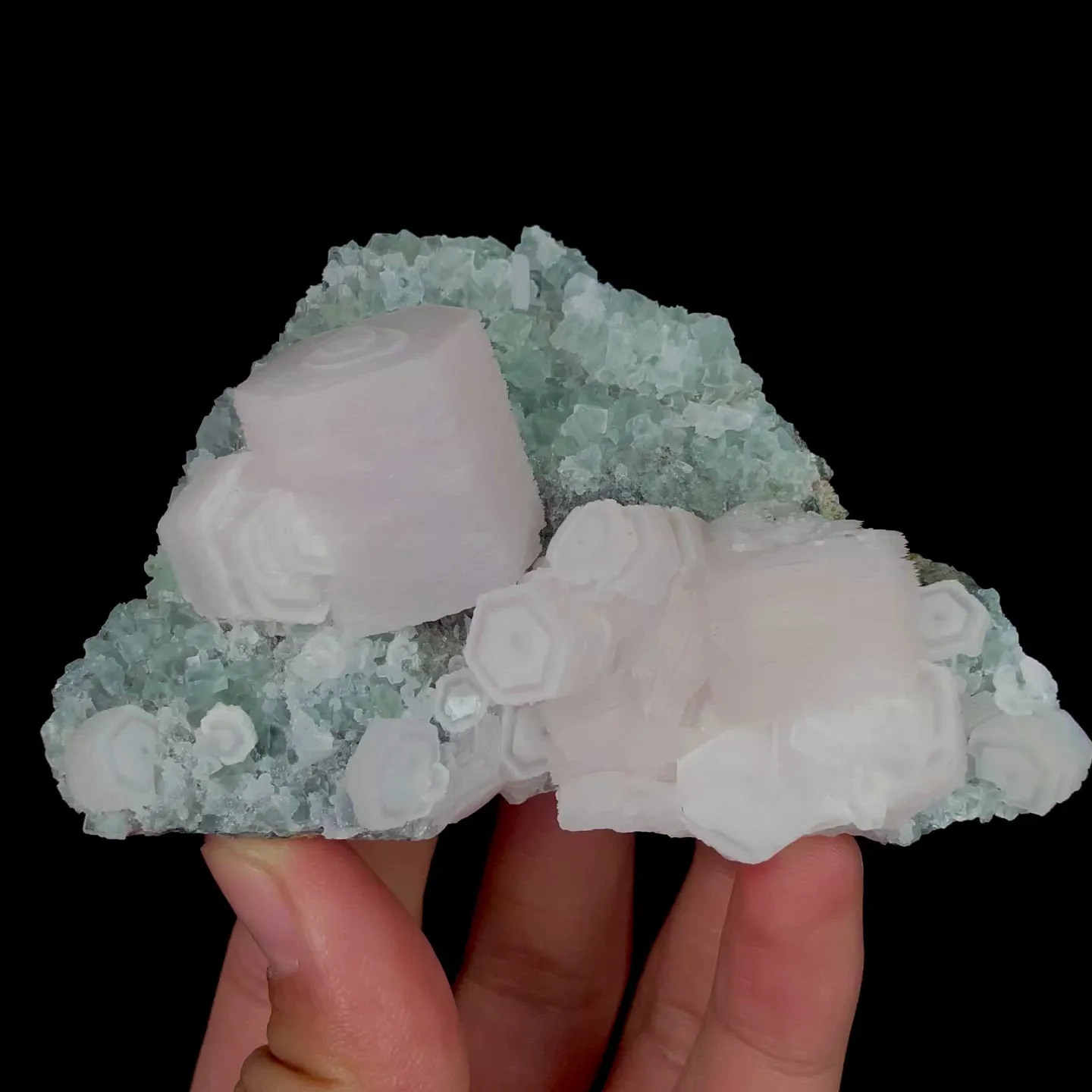 specimen video