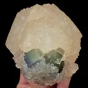 specimen video
