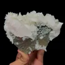 specimen video