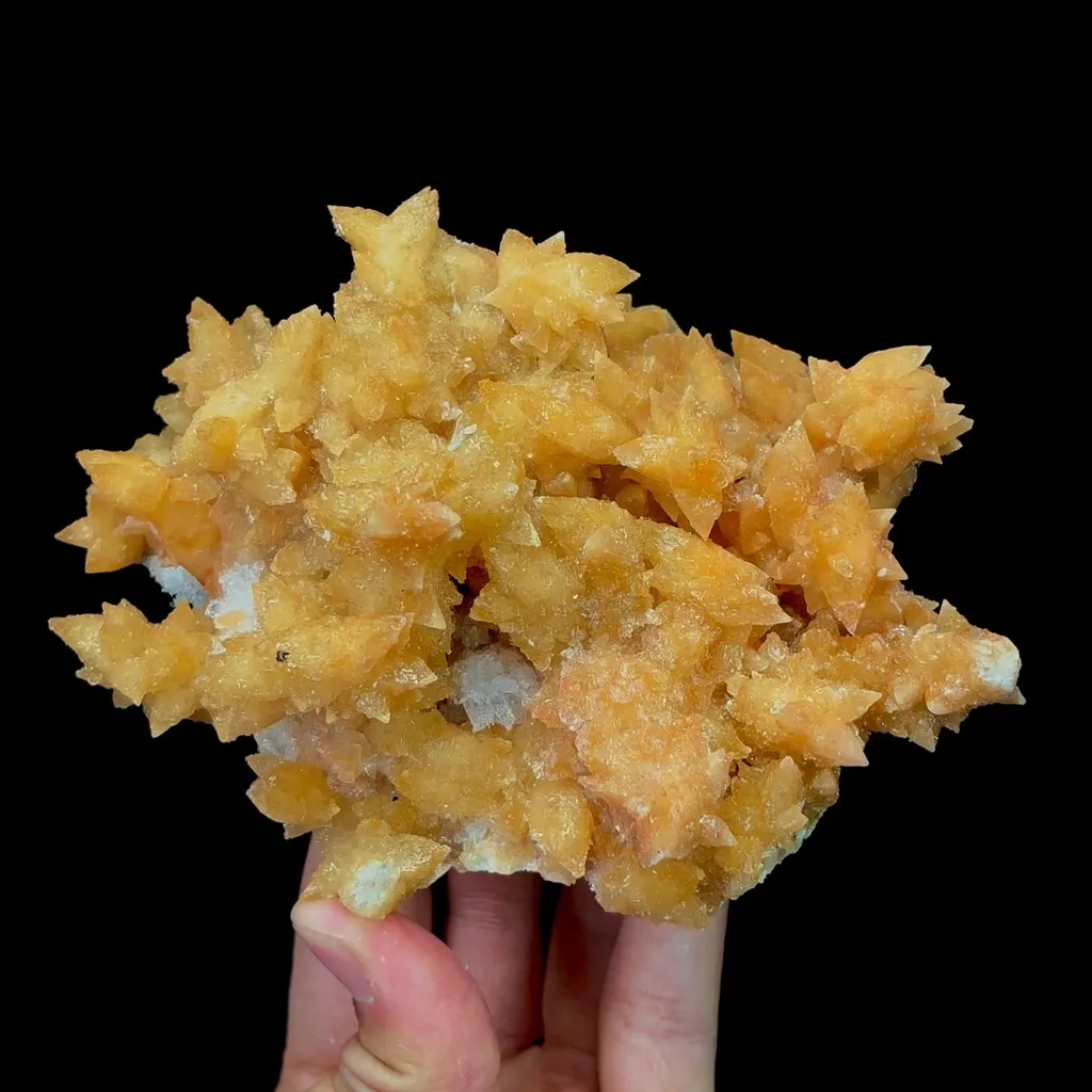specimen video