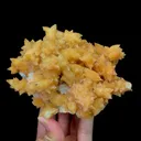 specimen video