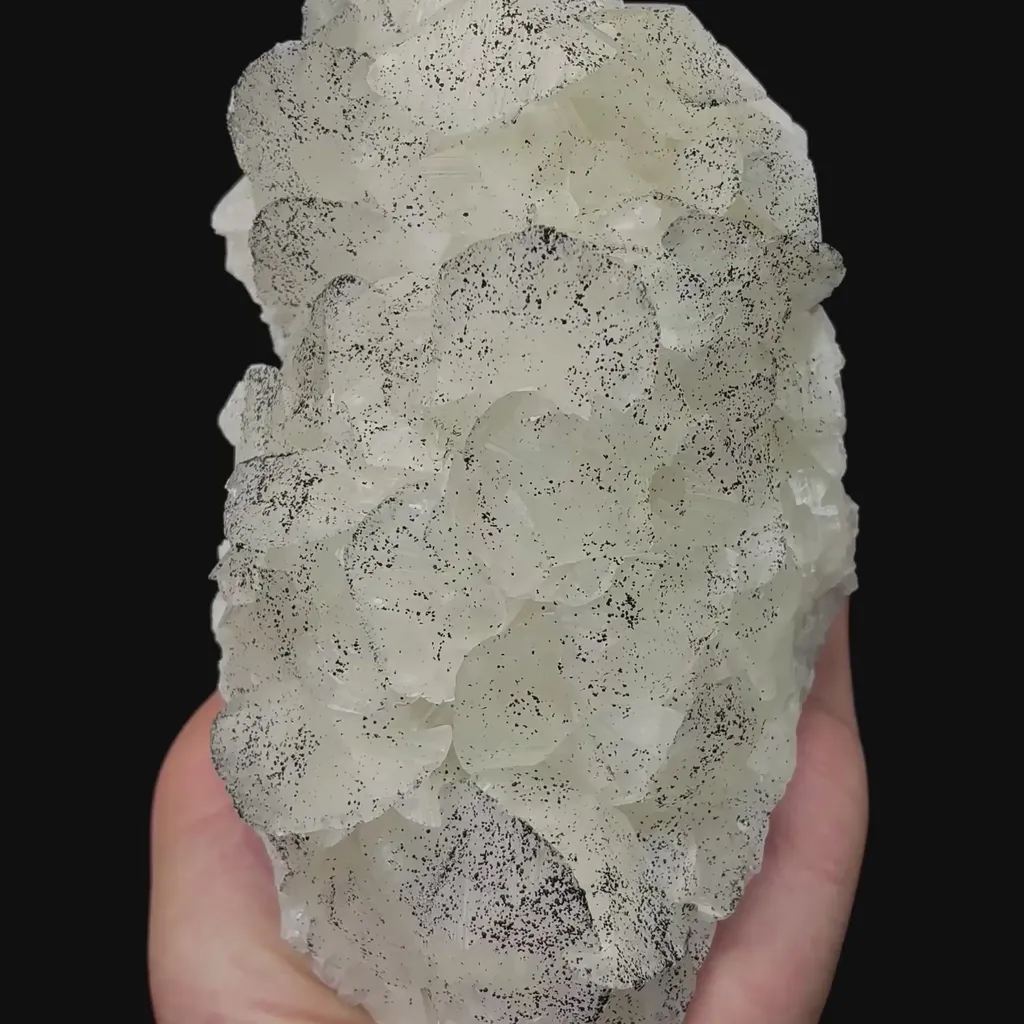 specimen video
