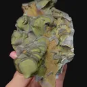 specimen video