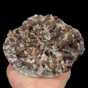 specimen video