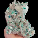 specimen video
