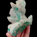 specimen video
