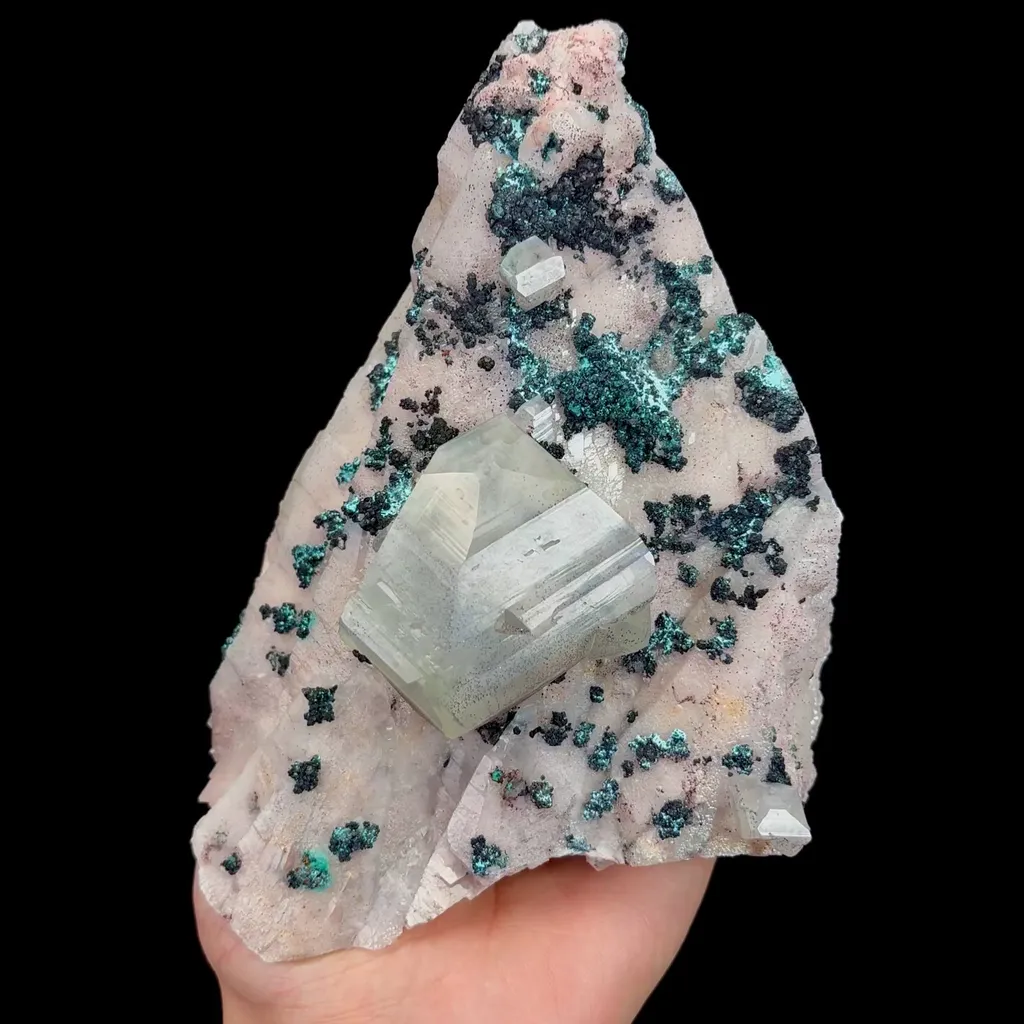 specimen video