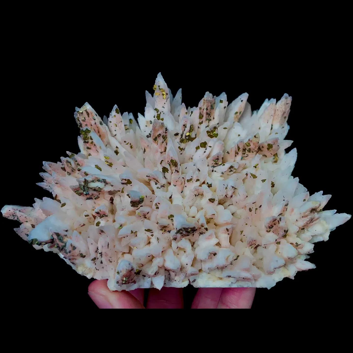 specimen video