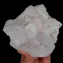 specimen video