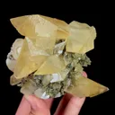 specimen video