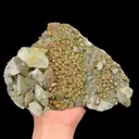specimen video