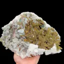 specimen video