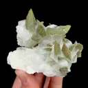 specimen video