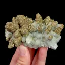 specimen video