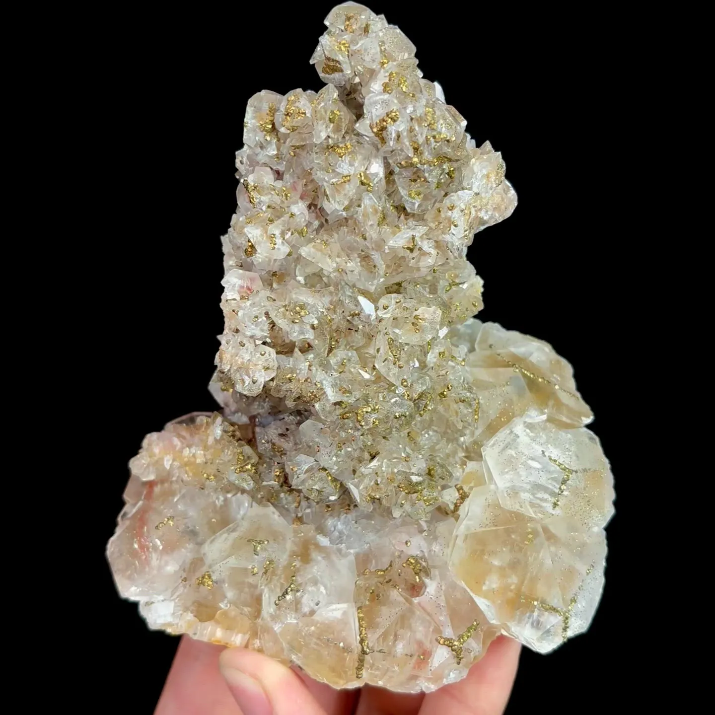 specimen video