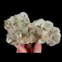 specimen video
