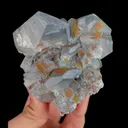 specimen video