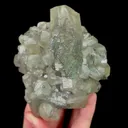 specimen video