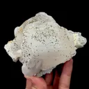 specimen video