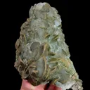 specimen video