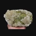 specimen video