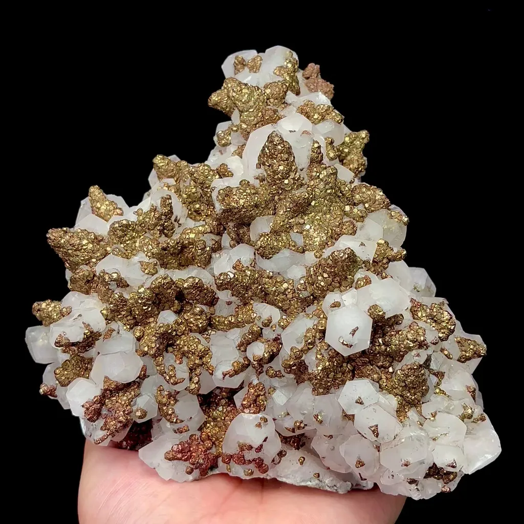specimen video
