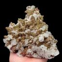specimen video
