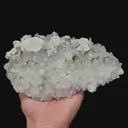 specimen video