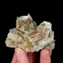 specimen video