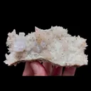 specimen video