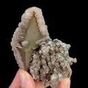 specimen video