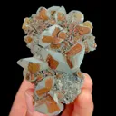specimen video