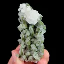 specimen video