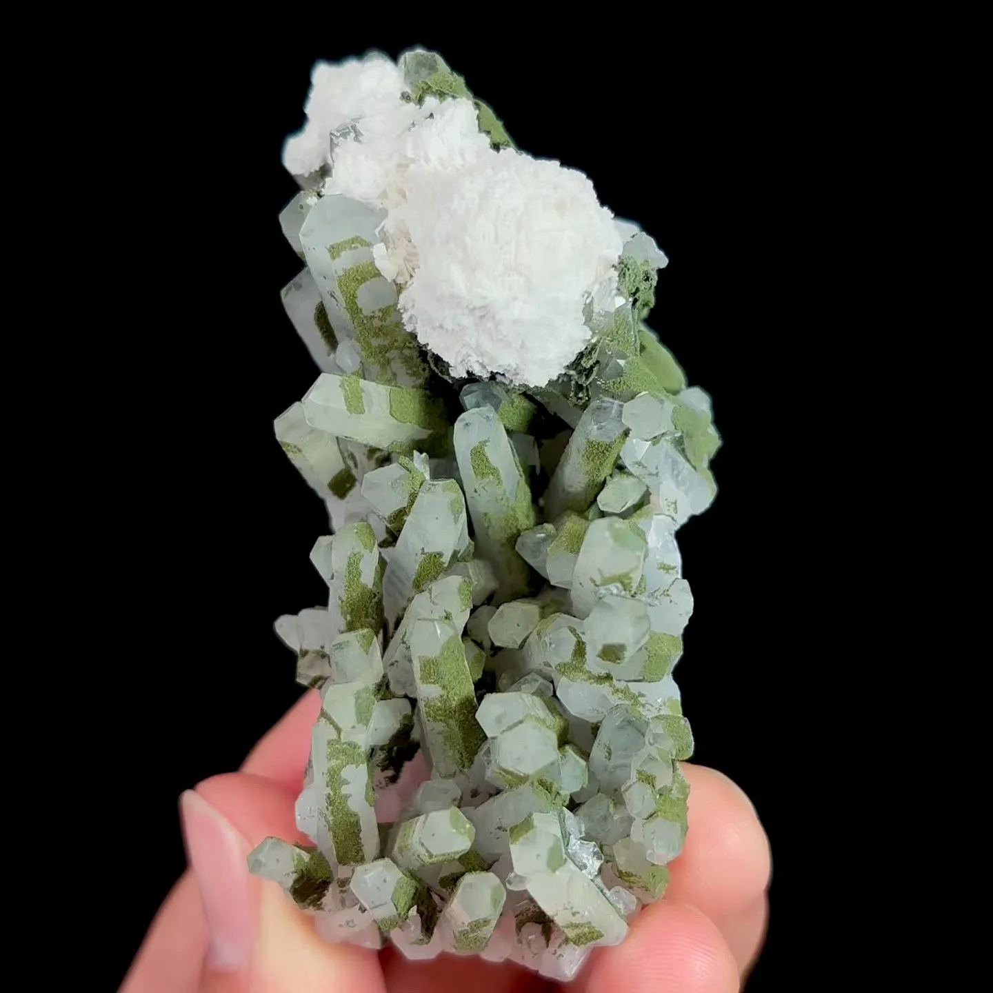 specimen video
