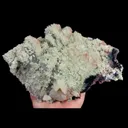 specimen video