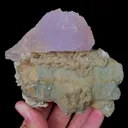 specimen video