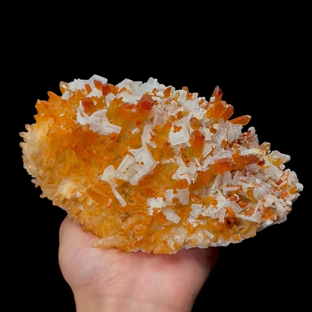 specimen video