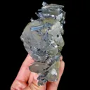 specimen video