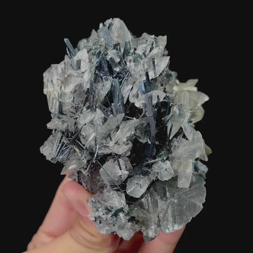 specimen video