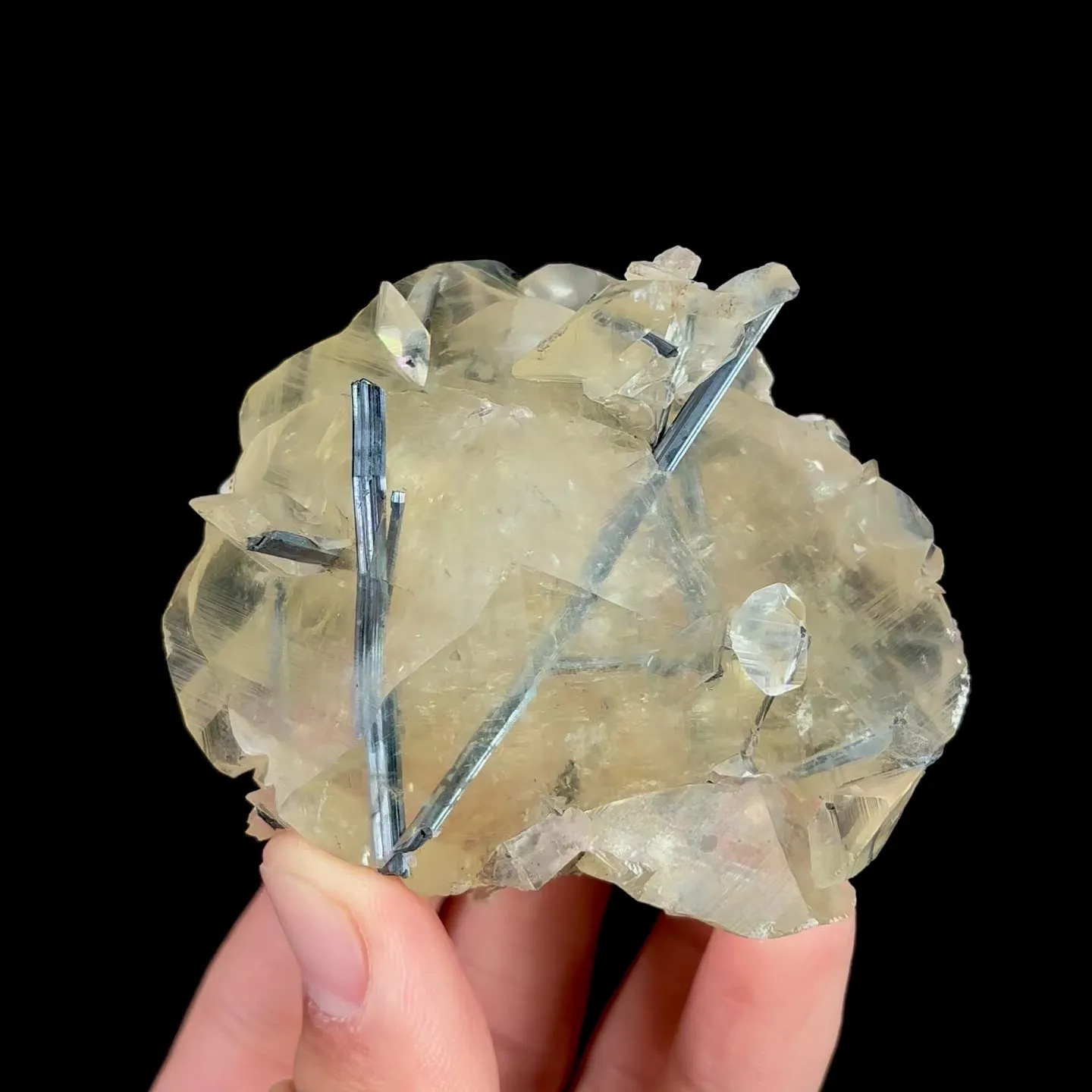 specimen video