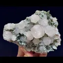 specimen video