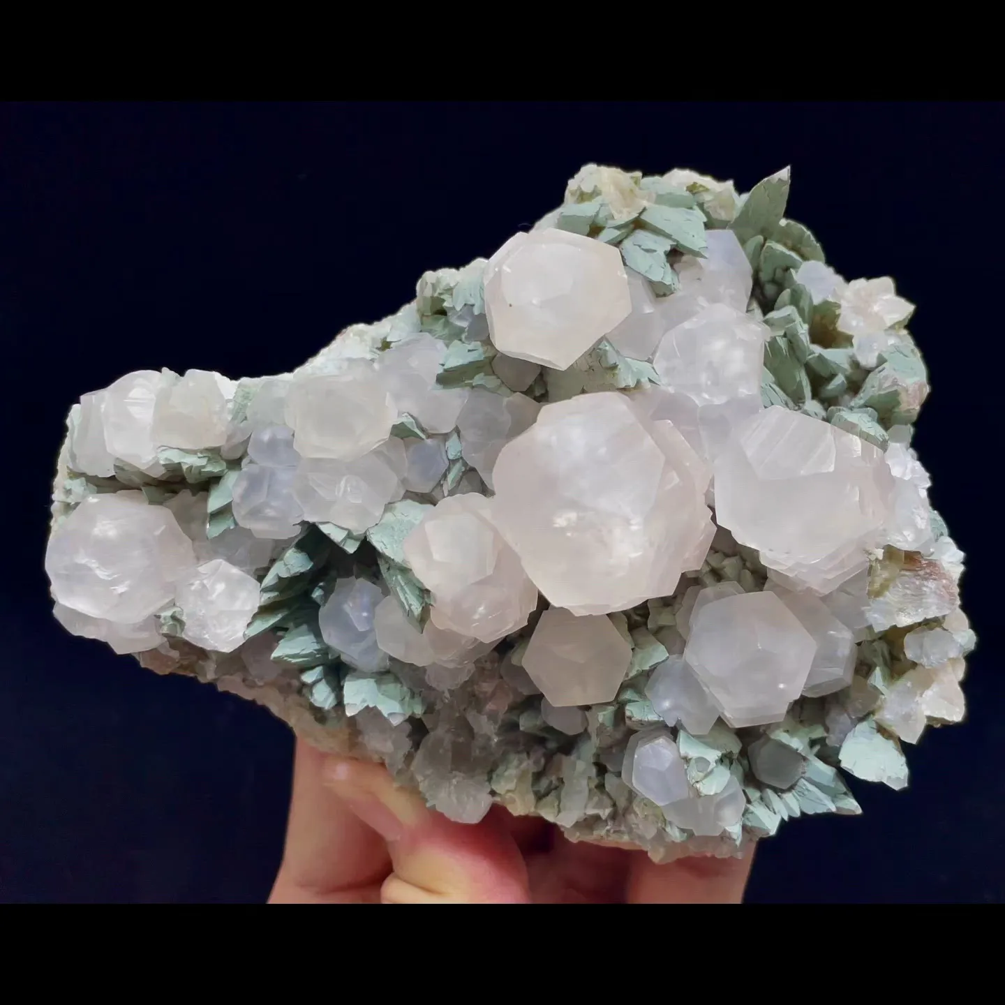 specimen video