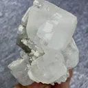 specimen video