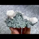 specimen video