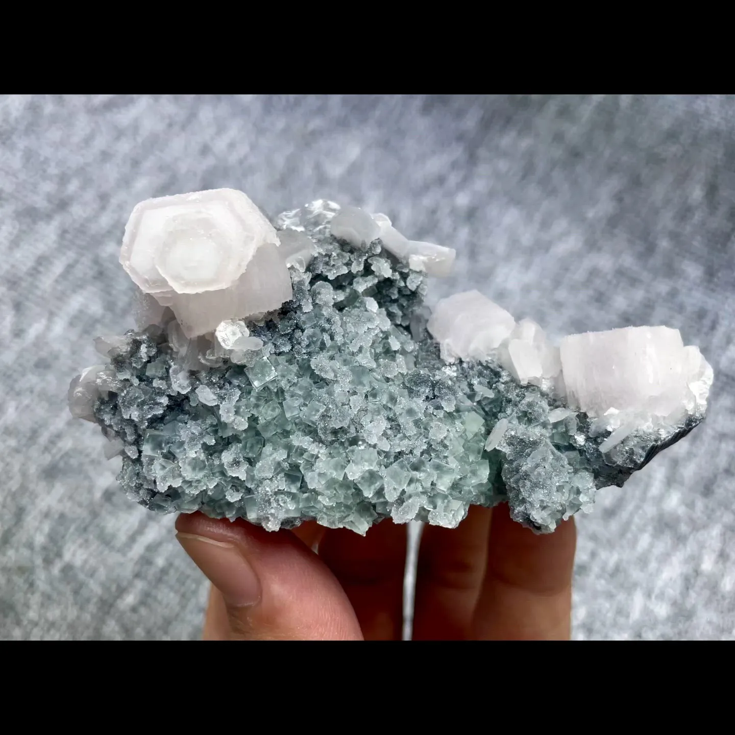 specimen video