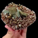 specimen video