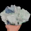specimen video