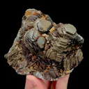 specimen video
