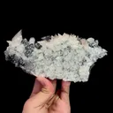 specimen video